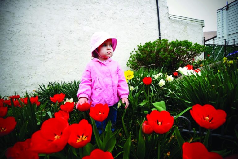 Kensington tulip garden wins big