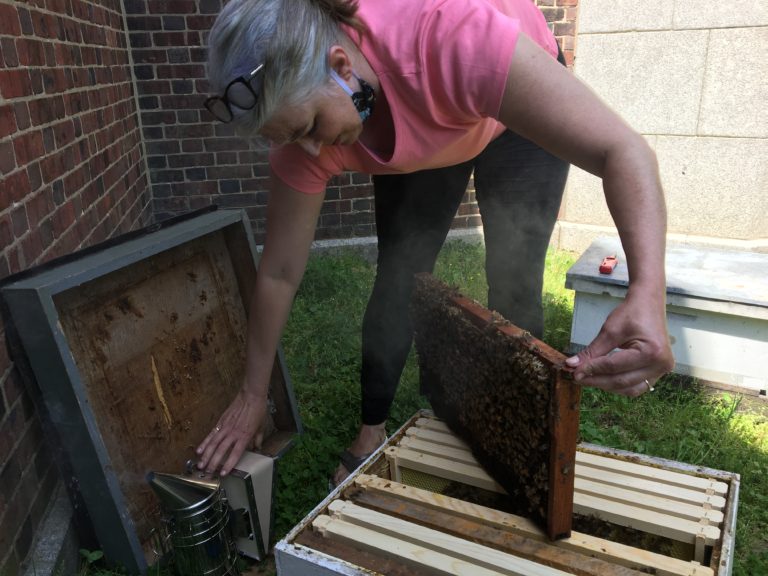 What’s buzzing around Richmond Library?