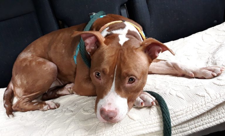 Pets of the Week: Lacey, Hunter looking for love