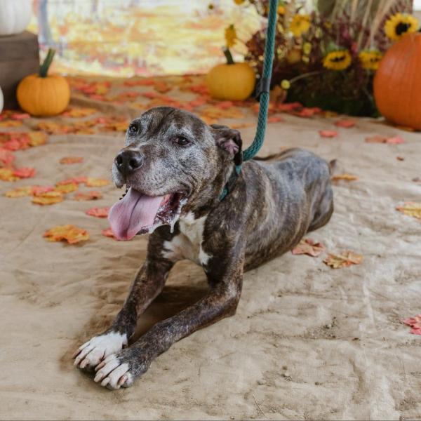 Pet of the Week: Greg is a great dog