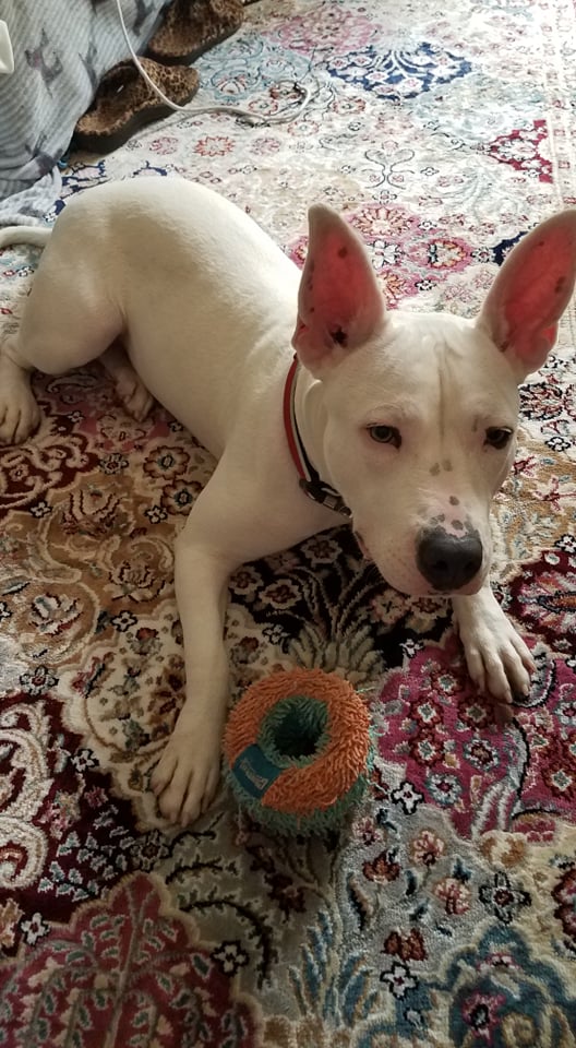 Pets of the Week: Casey, Lilo would love to be in your home