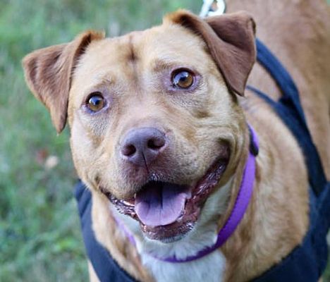 Pets of the Week: Diva and Jerry are just for you