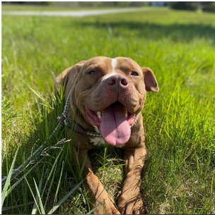 Pets of the Week: Bring Kane, Jasmine into your home