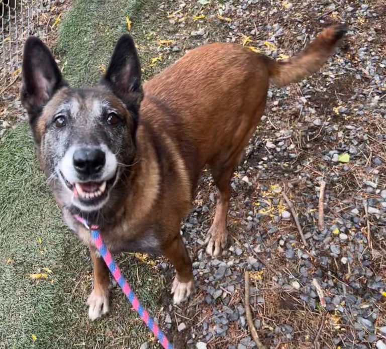 Pet of the Week: Adopt golden girl Charlotte