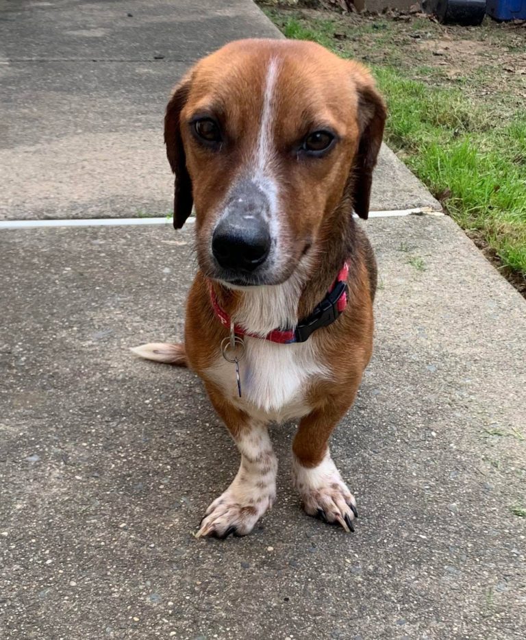 Pet of the Week: Cuddle with Tucker