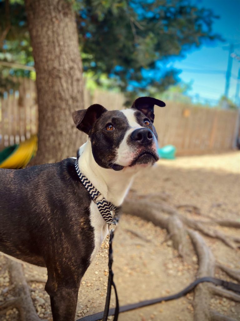 Pet of the Week: Pablo loves people