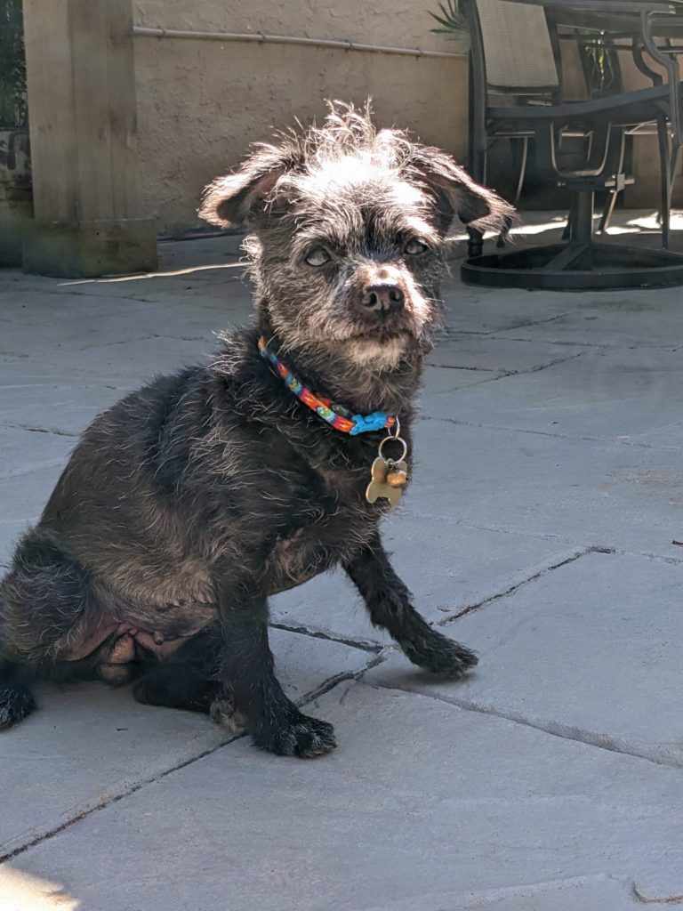 Pets of the Week: Roxy, Popcorn want new homes