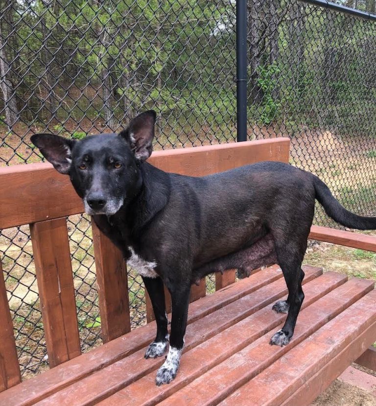 Pets of the Week: Are Beeja or Zori for you?