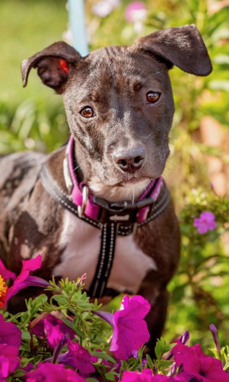 Stormy, Bonnie will brighten your day