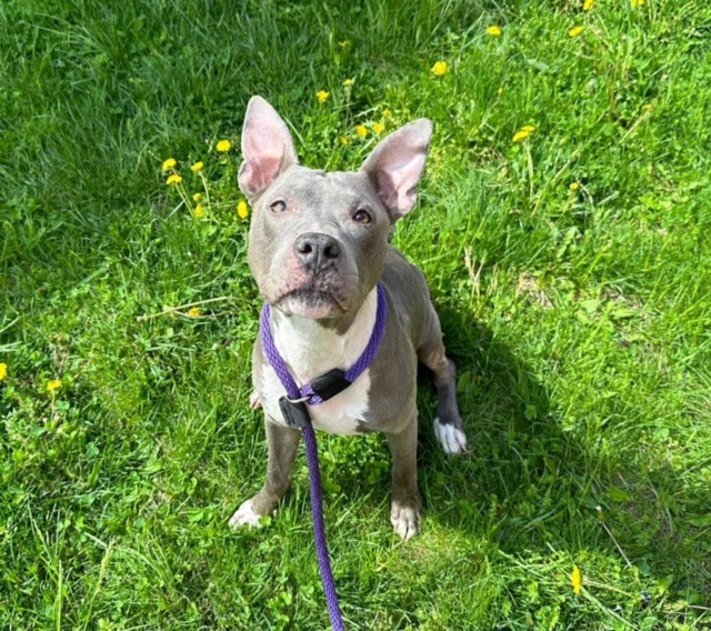 Adopt friendly Lilac