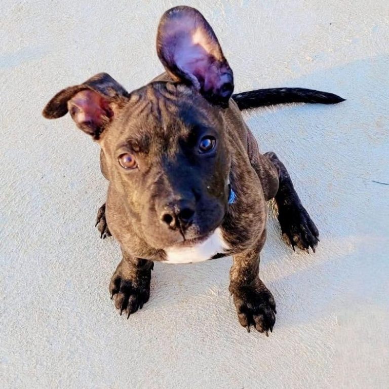 Adopt cute Bronx