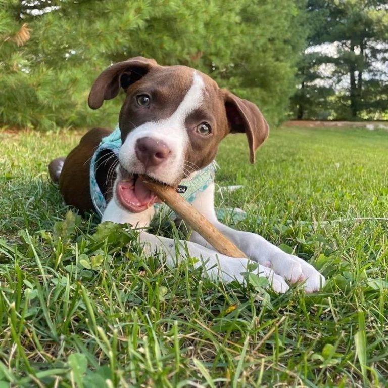 Adopt Dallas the puppy