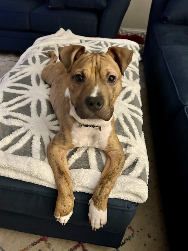 Adopt Vincent P. Wagner or Ember